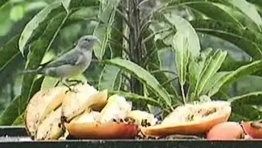 Atlantisch regenwoud online-webcam