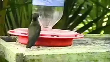 Atlantic Rainforest, Brazil Live Cam