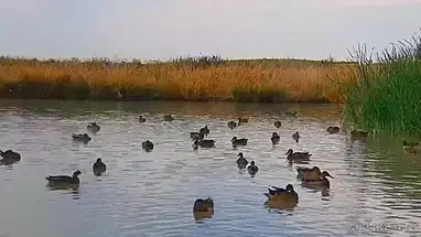 アビラ、エル・オソ湖 ウェブカメラのライブストリーム