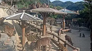 Centro de Macacos Awaji, Japão webcam ao vivo
