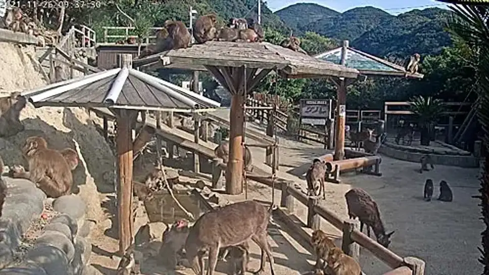 Webcam Awaji Monkey Center Live Cam – OSYAH