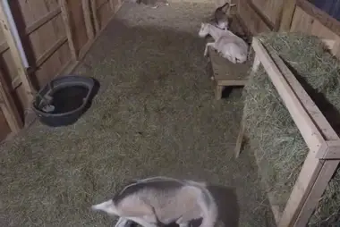 Baby Goat, Salem