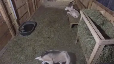 Babygeit, Salem online-webcam