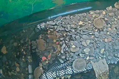 Baby Turtle Exhibit, ECHO Leahy Center for Lake Champlain
