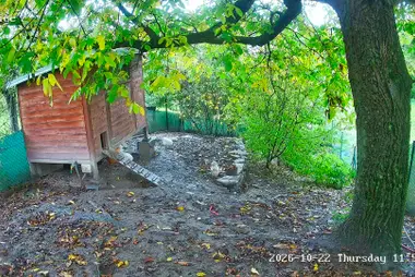 Kurnik na podwórku, Nowe Miasto nad Metują