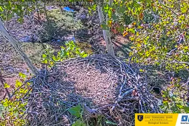 Weißkopfseeadler-Horst und Bach, Bluff City, Tennessee