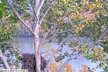 Nido di aquila di mare testabianca sul fiume Monongahela, West Mifflin