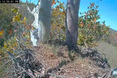 Ninho de águia-de-cabeça-branca em um plátano, Shepherdstown