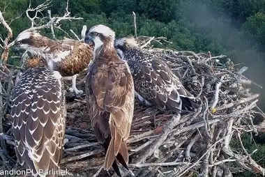 Webcam at the Osprey's Nest in Barlinecka Forest, Poland