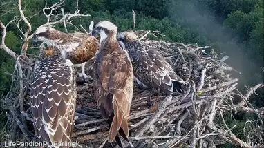 Osprey Nest, Barlinecka Forest, Poland Live Cam