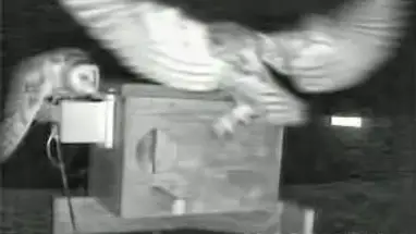 Lechuza común, California cámara web en vivo