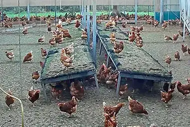 Rondeel Chickens, Gelderland