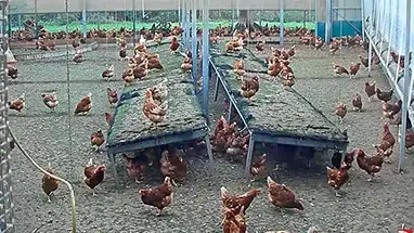 Gà Rondeel, Gelderland phát trực tiếp qua webcam