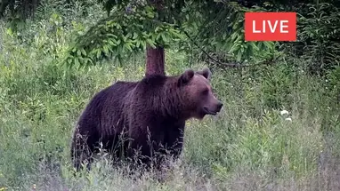 Bear in Wildlife Live Cam