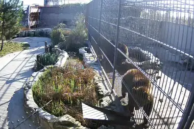 Webcam at the cage with bears