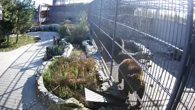 Klatka z niedźwiedziami, Wasiljewka kamera na żywo