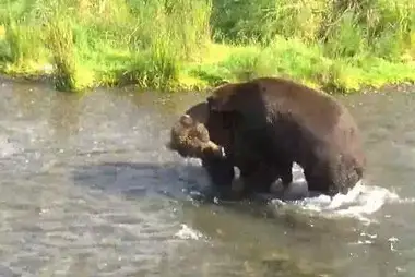 Bears in Brooks Falls