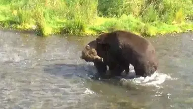 布鲁克斯瀑布的熊 在线网络摄像头