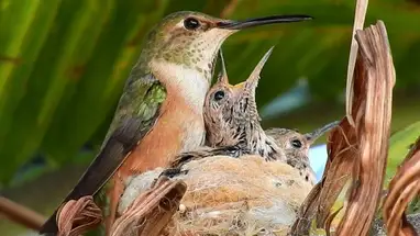Bella Hummingbird's, La Verne, Californië online-webcam