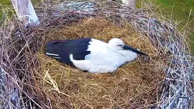 Gniazdo bocianów Dalekiego Wschodu, Bieriezowski kamera na żywo