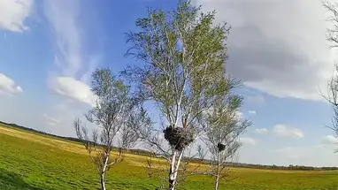 Leylek yuvası, Berezovsky canlı web kamerası