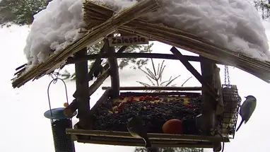 Bird feeder, Bialowieza Forest Live Cam