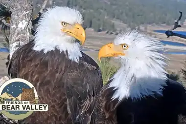 Big Bear Bald Eagle Webcam