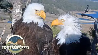 Big Bear Bald Eagle, San Bernardino County Live Cam