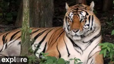 큰 고양이 구조 웹캠 라이브 스트림