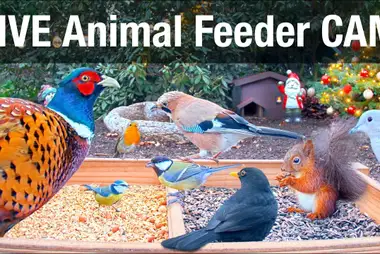 Wild animal and bird feeder live cam in Recke, Germany