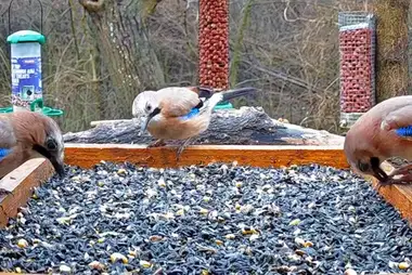 Webcam at the bird feeder in the Rose Valley, Bulgaria