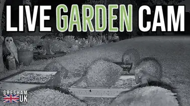 Comederos para pájaros, Gresham cámara web en vivo