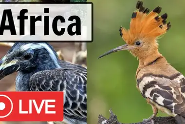 Bird feeder webcam in Pretoria, South Africa