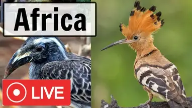 Alimentador de pássaros em Pretória, África do Sul webcam ao vivo