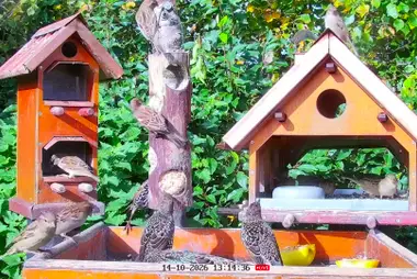 Vogel- und Igelfutterstellen, Uplengen