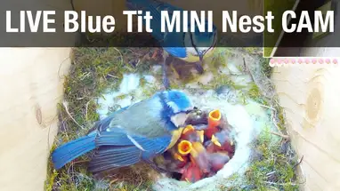 Blue tit nest, Recke, Germany Live Cam