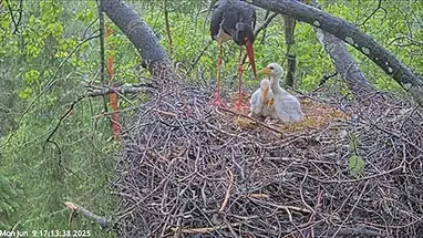 ब्लैक स्टॉर्क नेस्ट, Pärnu लाइव वेबकैम प्रसारण
