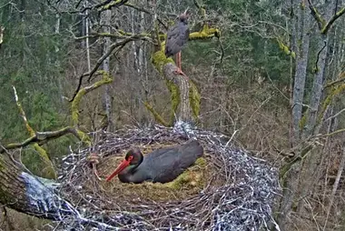 Webcam in nests of black storks