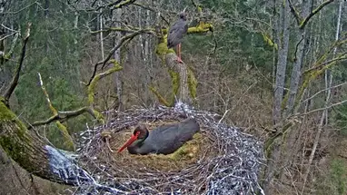 Nid de cigognes noires, Semigallia webcam en direct