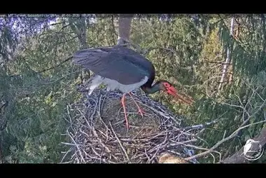 Black Storks nest, Sigulda County