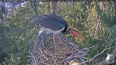 Black Storks nest, Sigulda County Live Cam