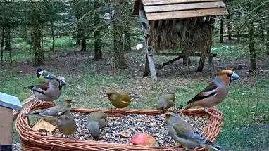 Black storks nest, Makov city center Live Cam