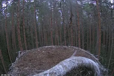 Webcam in the nest of black storks in Estonia