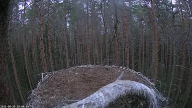 Black storks nest, Estonia Live Cam