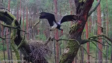 Gniazdo bociana czarnego, województwo wielkopolskie kamera na żywo