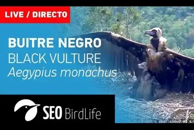 Nest of Black vulture