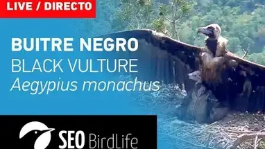 Tổ kền kền đen phát trực tiếp qua webcam