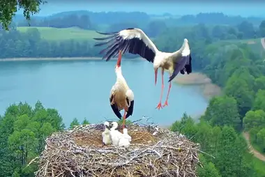 Webcam at the stork nest in Suwalki landscape park, Poland
