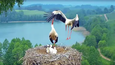 Storchennest, Landschaftspark Suwalki Online-Webcam