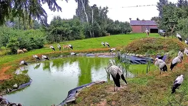 コズブシナのコウノトリリハビリテーションセンター ウェブカメラのライブストリーム